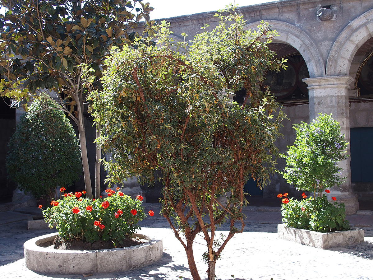 2004
